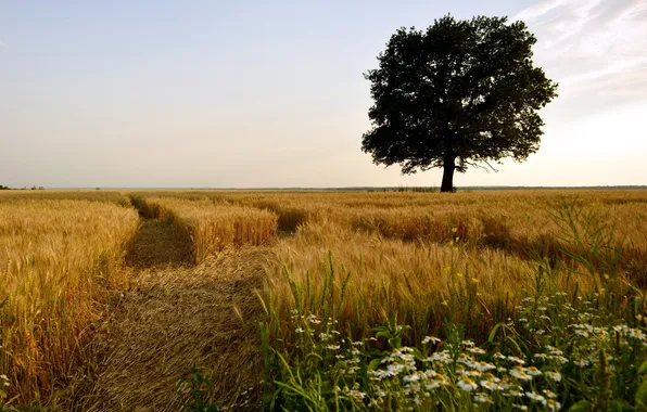 Field, trees, landscape, nature