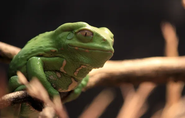 Picture san francisco, waxy monkey, tree frog, golden gate park