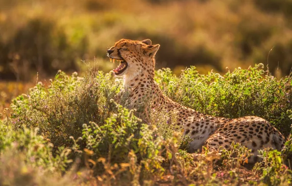 Light, predator, teeth, mouth, Cheetah, yawns