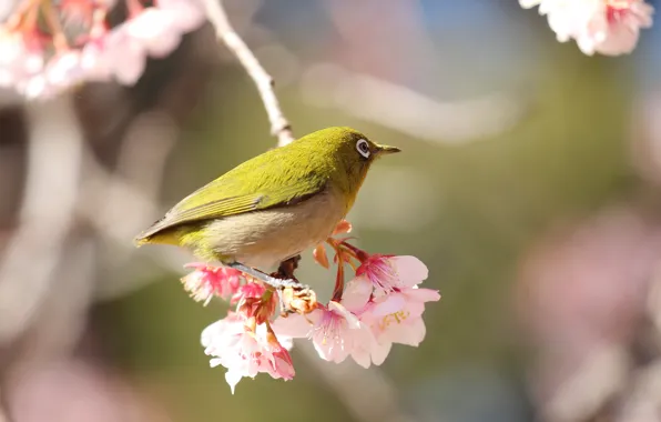 Flowers, bird, branch, spring, flowering, yellow, Japanese white-eye