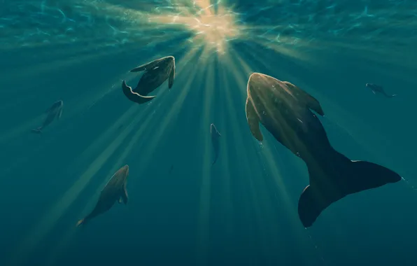 Water, The ocean, Sea, Figure, Light, Kit, Light, Whales