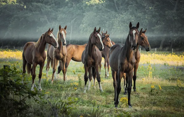 Field, forest, look, flowers, nature, horses, horse, meadow
