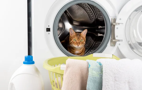 Cat, cat, look, pose, face, striped, towels, wash