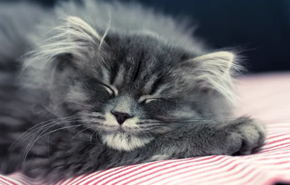 Cat, cat, kitty, grey, fluffy, sleeping, lies