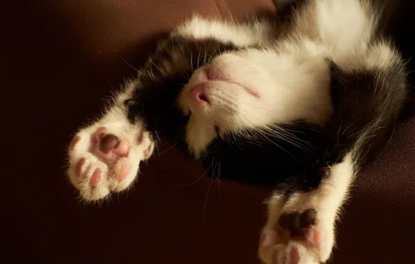 Kitty, black and white, paws, sleeping