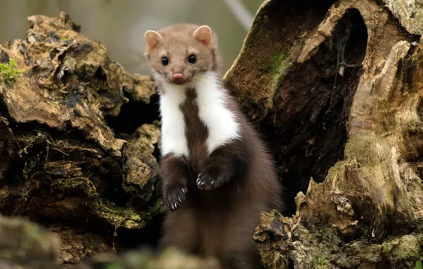 Look, pose, tree, stump, legs, muzzle, stand, the hollow