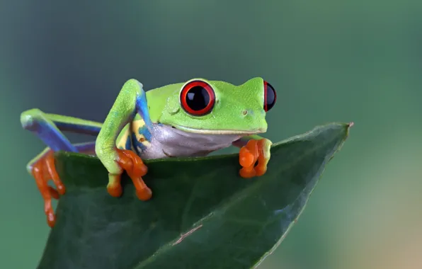 Look, pose, leaf, frog, green, wood, red-eyed tree frog