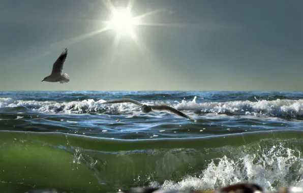 Picture sea, foam, the sun, wave, seagulls