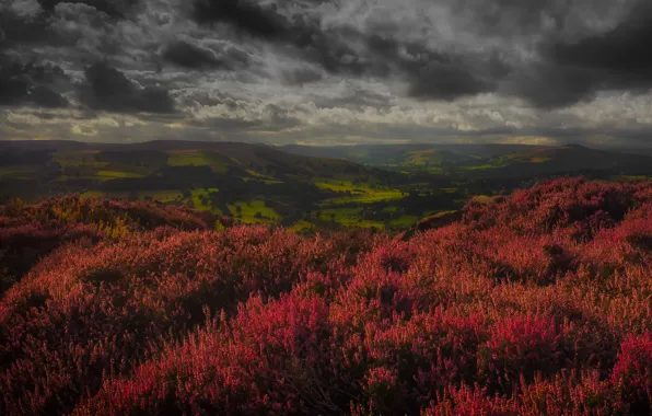 Field, the sky, landscape, flowers, clouds, nature, meadow, frowning