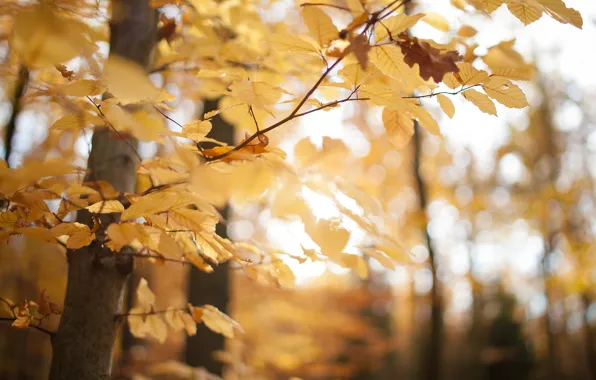 Autumn, forest, leaves, macro, trees, yellow, nature, Park