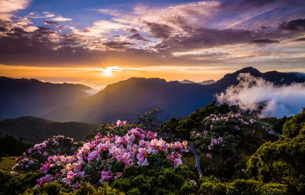 Greens, the sky, the sun, clouds, rays, light, trees, landscape