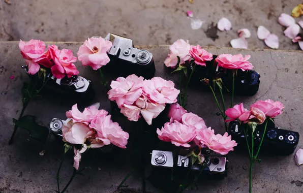 Picture Cameras, Pink roses, Pink roses