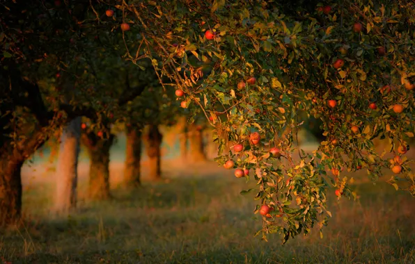 Autumn, summer, leaves, light, trees, branches, mood, trunks