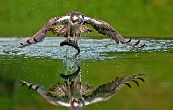 Water, reflection, bird, fish, mining, catch, Osprey