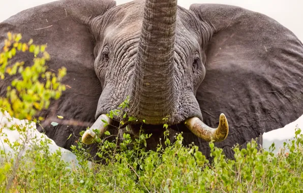 Elephant, ears, tusks, trunk