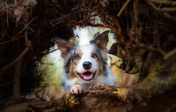 Picture face, nature, tree, animal, dog, dog, the border collie, rhizome