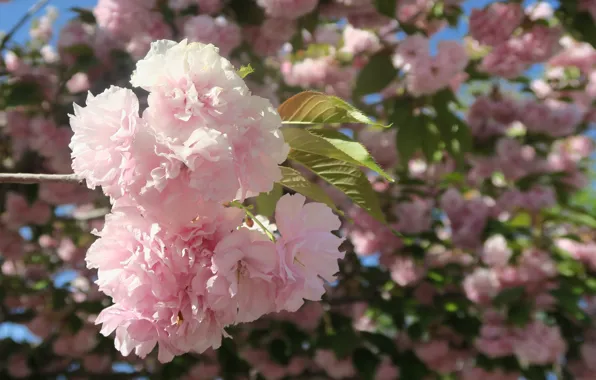 Light, flowers, branch, spring, Sakura, pink, flowering, almonds