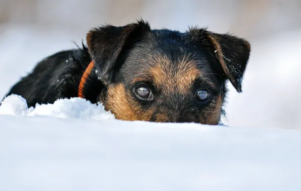 Winter, snow, dog, hunting