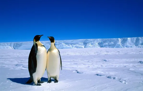 Animals, penguins, Antarctica