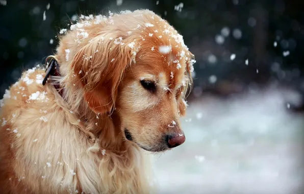 Animals, snow, nature, pose, dog