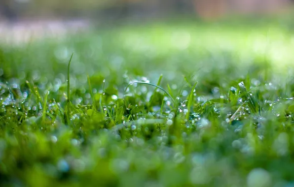 Picture grass, water, drops, macro, nature, Rosa, bokeh