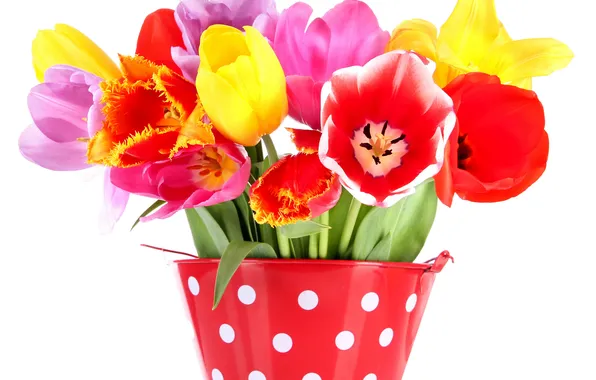 Picture bouquet, petals, tulips, bucket