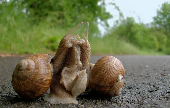 Love, two, snails, blur