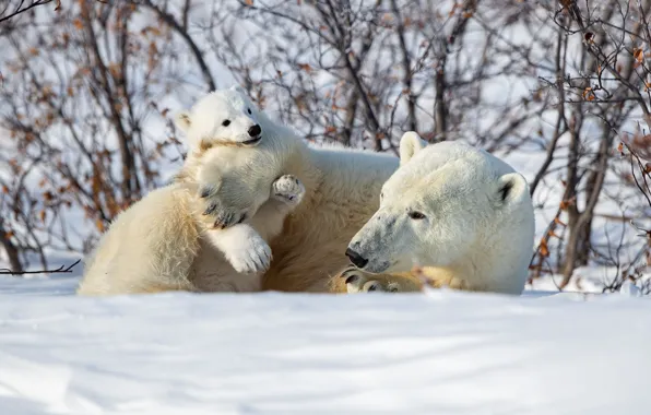 Winter, snow, bear, the bushes, bear, Polar bears, Polar bears