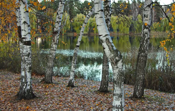 Picture nature, lake, birch