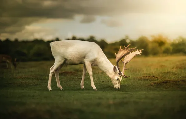 NATURE, GRASS, WHITE, GREENS, HORNS, DEER, ALBINO, by Zoltan Tasi