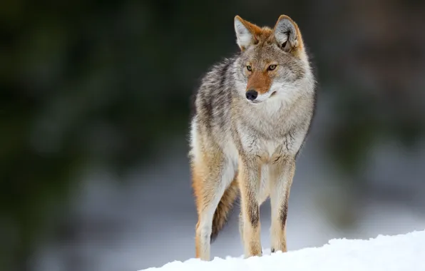 Eyes, snow, eyes, snow, bokeh, bokeh, coyote, coyote