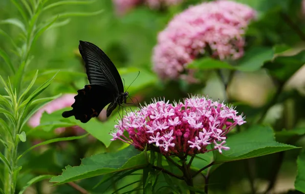 Greens, leaves, flowers, pink, butterfly, inflorescence