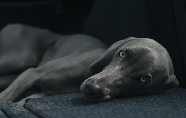 Black, close-up, grey, eyes, dog, bokeh, creature, lying