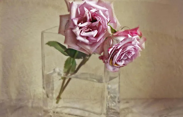 Texture, vase, wilting, two roses