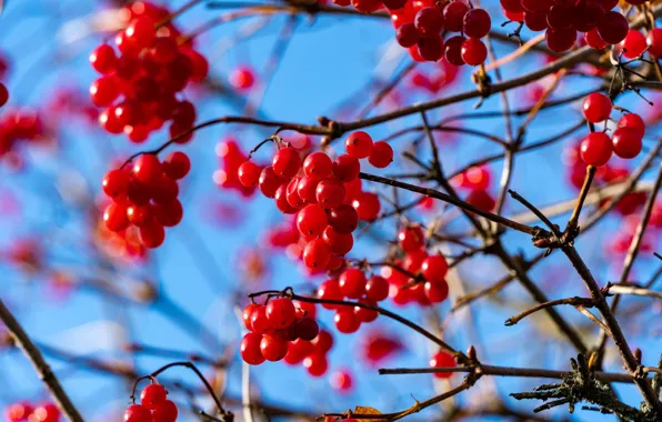 Autumn, the sky, light, branches, berries, blue, fruit, red