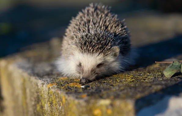 Light, sleep, sleeping, lies, hedgehog, spout, concrete, face