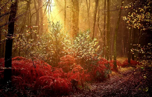 FOREST, NATURE, TRAIL, TREES, RAYS, DAWN, AUTUMN, FOLIAGE