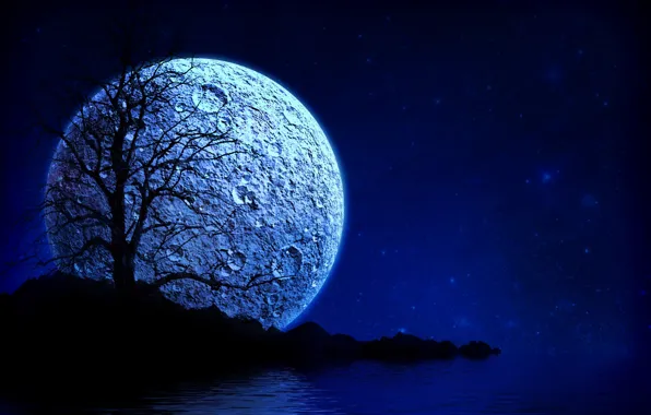 Picture stars, trees, night, the moon