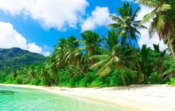 Picture sea, beach, nature, tropics, palm trees