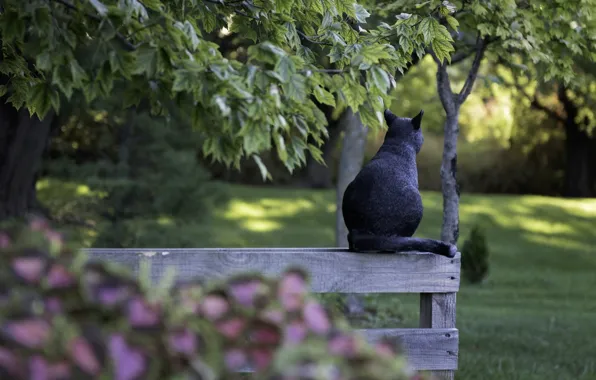 Greens, cat, summer, cat, light, trees, branches, nature
