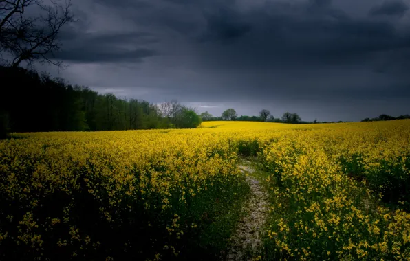 Picture field, summer, rape