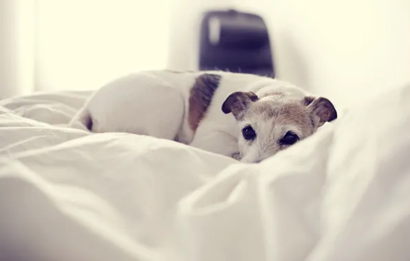 Comfort, house, dog