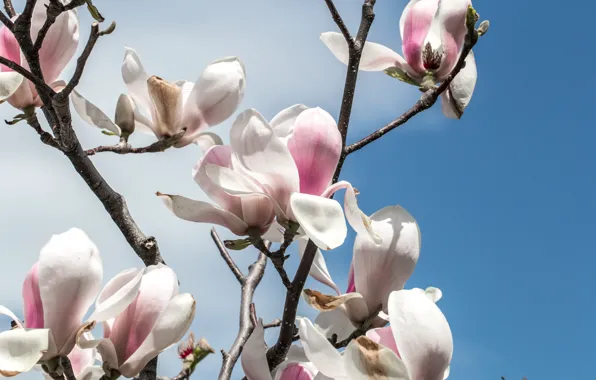 Flowers, spring, flowering, Magnolia