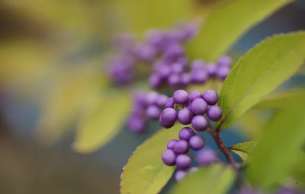 Leaves, berries, Bush, purple, Purpleberry, Callicarpa