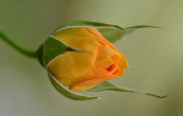 Macro, roses, buds