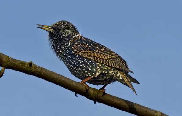 Bird, branch, wing, bird, branch, wing
