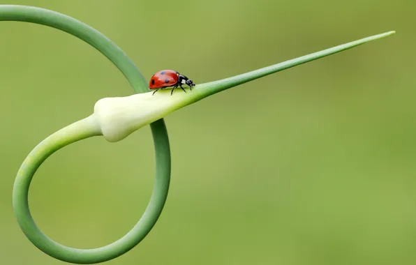 Plant, ladybug, arrow, insect