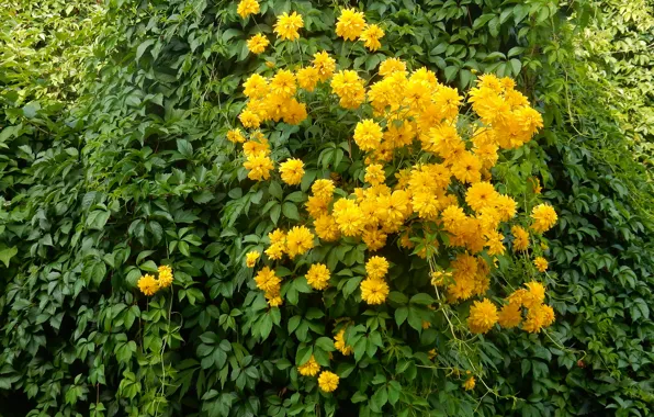 Flower, grass, flowers, widescreen, Wallpaper, wallpaper, widescreen, background