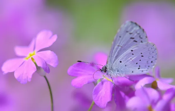 Picture flowers, butterfly, blur, pink-purple