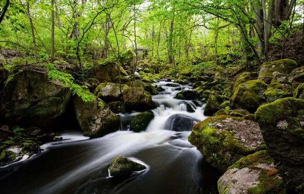 Stream, Forest, Stones, Stream